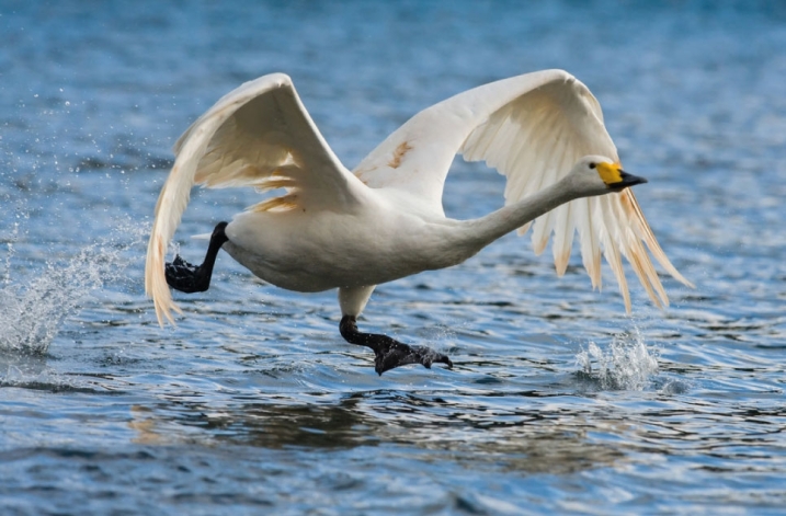 whooper-swan.jpg